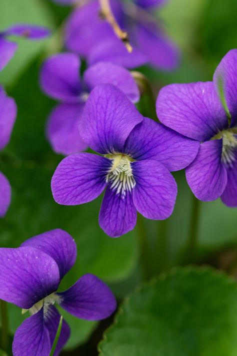 Common Blue Violet #wildflowers #floridawildflowers #florida Wild Violet Tattoo, Blue Violet Flower, Common Blue Violet, Violet Tattoo, Wild Violets, Pawprint Tattoo, Violet Flower, Blue Violet, Book Design