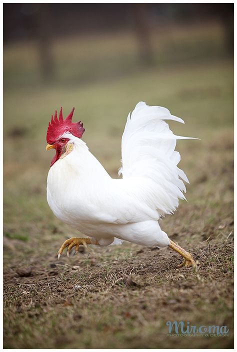 Croquis, Chicken Animal Photography, Chickens Photos, Hen Photo, Hen Photography, Rooster Photography, Rooster Photo, Chicken Running, Running Chicken