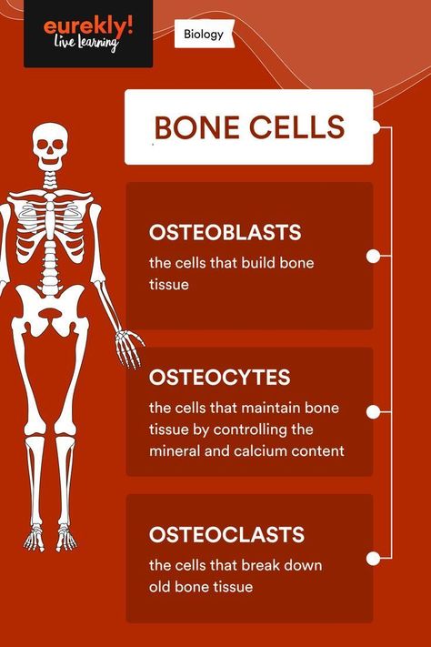 Bone Cells, Medical Terminology Study, Medical Assistant Student, Learn Biology, Nursing School Essential, Medical School Life, Nursing School Motivation, Basic Anatomy And Physiology, Nurse Study Notes