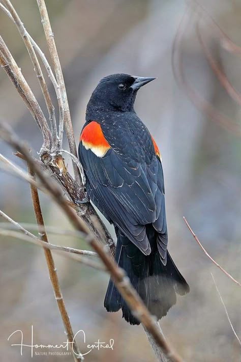 Red-winged Blackbird, St. Charles County, Missouri.  Photo by Doug Hommert Red Winged Blackbird Drawing, Red Wing Blackbird Tattoo, Redwing Blackbird Tattoo, Red Winged Blackbird Art, Red Winged Blackbird Tattoo, Grackle Tattoo, Redwing Blackbird, Red Winged Blackbird, Blackbird Art