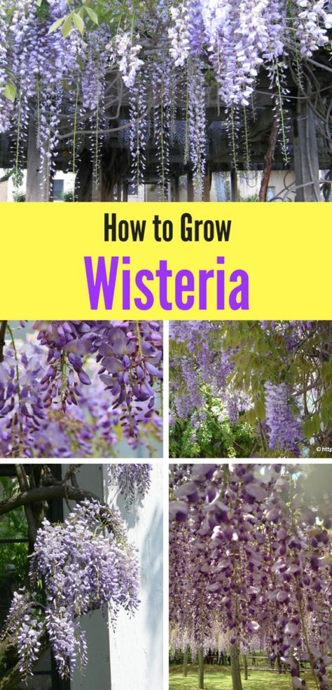 Wisteria is a low-maintenance perennial. Learn how to grow wisteria in your own yard with these simple tips! Wisteria How To Grow, Funny Vine, Garden Vines, Garden Wallpaper, Low Maintenance Landscaping, Garden Types, Diy Gardening, Low Maintenance Garden, Have Inspiration