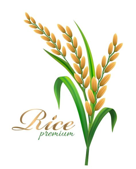 Vector rice realistic illustration | Premium Vector #Freepik #vector #rice-seed #rice-grain #rice-illustration #rice Wheat Rice, Realistic Illustration, Christmas Tree Coloring Page, Vegetable Rice, Buddha Zen, Bench Decor, Rice Grain, Natural Logo, Vector Photo