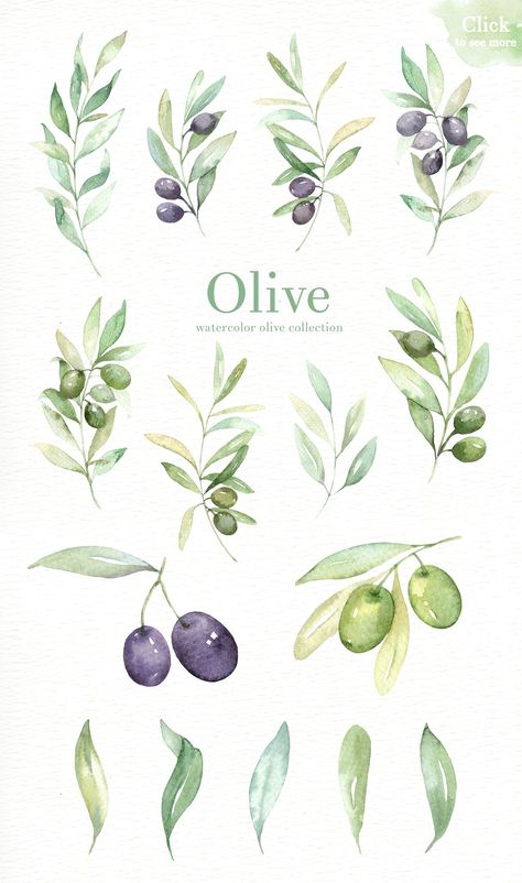 Olive Watercolor clipart by everysunsun on @creativemarket Green Olive Branch Tattoo, Watercolour Olive Branch, Watercolor Olive Branch, Olives Drawing, Olive Tree Watercolor, Laurel Wreath Diy, Olive Drawing, Olive Painting, Olives Watercolor