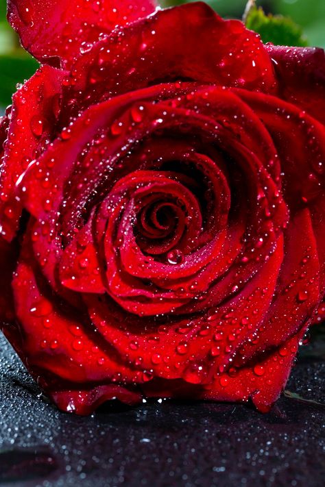 Download Wallpaper Rose, Bud, Drops, Red, Flower, Wet - Red Rose Wallpaper Hd for desktop or mobile device. Make your device cooler and more beautiful. Red Rose Wallpaper, Red Rose Pictures, Red Flower Wallpaper, Rosé Hd, Wet Flowers, Hd Flowers, Hd Flower Wallpaper, Red Roses Wallpaper, Rose Flower Wallpaper