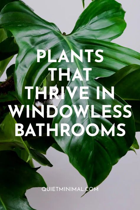 6 Best Low Maintenance Plants for a Bathroom With No Windows Faux Bathroom Window, Windowless Toilet Ideas, Best Plants For Bathroom With No Window, No Window Bathroom Plants, Windowless Bathroom Plants, Orchid In Bathroom Ideas, No Light Bathroom Plants, Small Bathroom Ideas Windowless, Plants Bathroom No Window