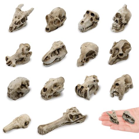 PRICES MAY VARY. Material: Made of high quality resin, strong and sturdy Length size range approx.1.12 to 2.17 inches You will receive 14 pieces of Halloween mini animal skull statues in elegant colors, their exquisite appearance can meet your various decorative needs This is a set of miniature resin animal skull decoration for Halloween. Every detail is perfect. Featuring a realistic design that will compliment any spooky scene The lifelike miniature skulls adds Halloween atmosphere, can bring Mini Skull Crafts, Small Animal Skull, Skeleton Miniatures, Animal Skull Drawing, Western Goth, Halloween Scenes, Gothic Butterfly, Halloween Skulls, Skull Statue