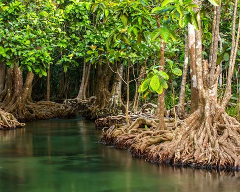 Environmentalists outraged as protected Florida mangroves razed for boat show Florida Mangroves, Mangrove Park, Different Types Of Forests, Types Of Forests, Fantasy Inspo, Mangrove Forest, Kayak Tours, Biome, Tropical Rainforest