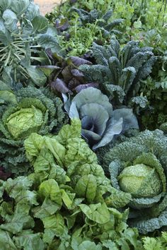 Holistic Gardening, Hobby Farming, Plants Vegetables, Potager Garden, Permaculture Gardening, Garden Veggies, Edible Landscaping, Veg Garden, Have Inspiration