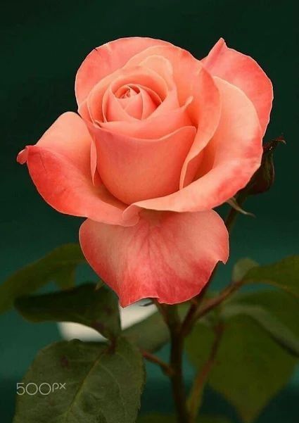 Colors Of Roses, Rose Reference, نباتات منزلية, Rose Pictures, Hybrid Tea Roses, Most Beautiful Flowers, Orange Roses, Beautiful Rose Flowers, Tea Roses