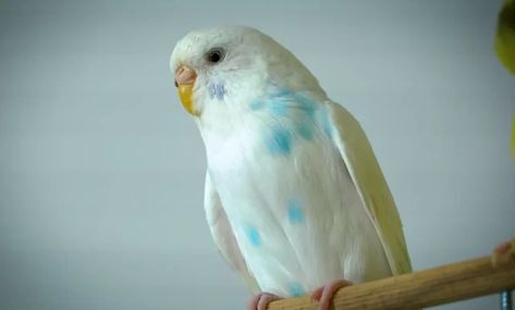 Parakeets, Be Aware, Health Problems, Disease, Signs, Health, Animals