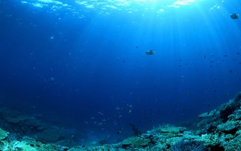 OCEAN RIDGES AND TRENCHES: Scientists Create New Maps of Ocean Floor Open Ocean Underwater, Ocean Food, Ocean Acidification, Ocean Ecosystem, Carbon Cycle, Ocean Underwater, Beach Video, Ocean Day, Marine Ecosystem