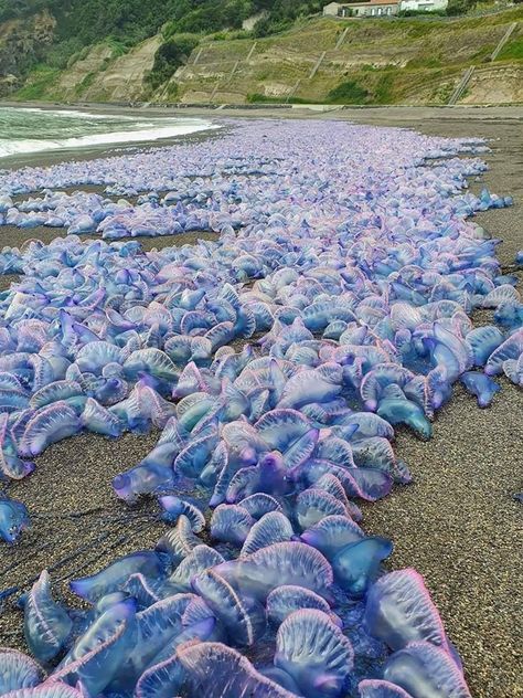 A lovely day for a beach full of Portuguese Man-o-wars. Cassandra Calin, Cnidaria, The Azores, Deep Sea Creatures, Life Aquatic, Beautiful Sea Creatures, Underwater Creatures, Marine Animals, Ocean Creatures