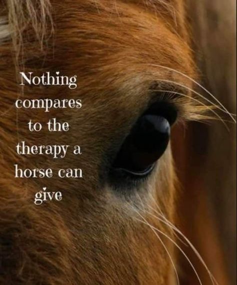 Horse Inspirational Quotes | Horse riding quotes, Horses, Horse quotes A Horse, Close Up, Quotes