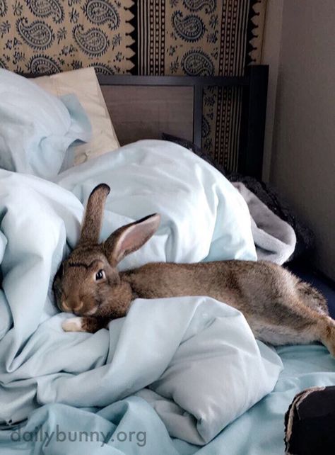 Daily Bunny, Bunny Care, Cute Bunny Pictures, House Rabbit, Bunny Pictures, Pet Bunny, Bunny Lovers, Bunny Rabbits, Funny Bunnies