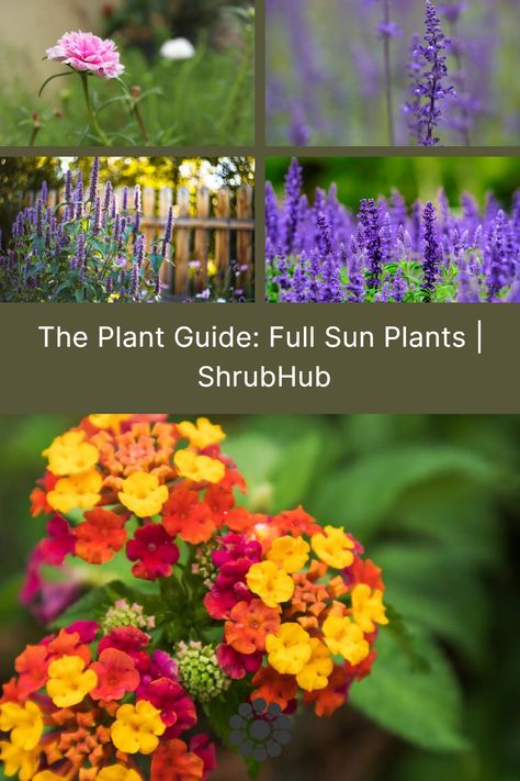 If you’re looking for full sun plants that don’t need much maintenance, you’ve come to the right place. Full Sun Plants Australia, Licorice Plant, Full Sun Perennials, Hibiscus Rosa Sinensis, Be A Blessing, Full Sun Plants, Sun Perennials, Bee Balm, Plant Guide