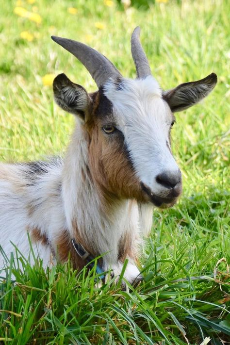 Animals Wallpaper Aesthetic, Cute Animals Wallpaper, Wallpaper Aesthetic Nature, Goat Photo, Goat Pictures, Tattoo Goat, Goat Drawing, Goat Fence, Goat Feeder