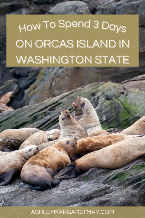 How to spend 3 days on Orcas Island in Washington State pinterest cover. The photo is sea lions laying on a rock, which was taken from a whale watching tour off Orcas Island. Orcas Island Washington, Washington State Travel, Orcas Island, Beautiful Scenery, Washington State, Pacific Northwest, Delicious Food, Beautiful World, Travel Blog