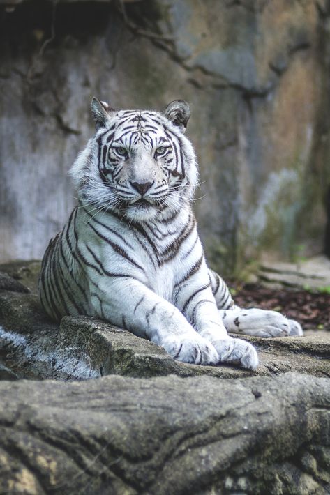 Fantasy, Art, Animals, Nature, Quotes & Fashion — lsleofskye: White tiger Tiger Photography, Tiger Pictures, Big Cats Art, Wildlife Paintings, Rare Animals, Majestic Animals, Cute Wild Animals, White Tiger, Bengal Cat