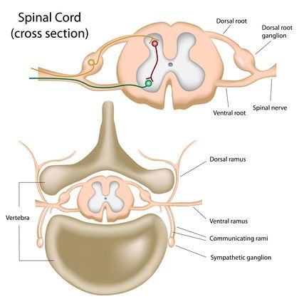 Peripheral Nervous System 3773 Spinal Cord Anatomy, Dorsal Root Ganglion, Andreas Vesalius, Spinal Cord Stimulator, Peripheral Nervous System, Spinal Nerve, Medical Coding, Leg Pain, Chiropractic Care