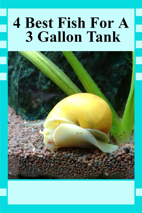 Are you considering setting up an aquarium with a 3 gallon tank? Whether you're a novice fish-keeper or you're looking to add to your collection of fish, you want to make sure that you pick the right species for your tank's size. Here we discuss four of the best fish for a 3-gallon tank and how to make sure they stay happy and healthy in their home. 3 Gallon Tank Ideas, 6 Gallon Fish Tank, 5 Gallon Aquarium Ideas, Nano Fish Tank, Fish For Small Tanks, 30 Gallon Fresh Water Fish Tank Ideas, 3 Gallon Fish Tank Ideas, Simple Fish Tank, 3 Gallon Planted Aquarium