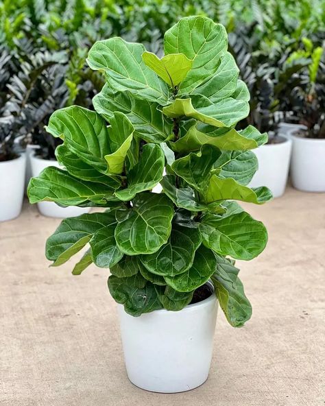 Fiddle Leaf Fig Tree Care Tips For Beginners Fiddle Leaf Tree Care, Fig Tree Care, Fiddle Leaf Plant, Office Tree, Office Trees, Fiddle Leaf Fig Care, Fiddle Fig Tree, Fiddle Leaf Tree, Fiddle Fig