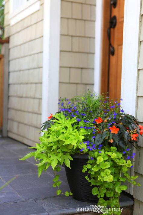 shade planter--Blue lobelia, lime green sweet potato vine (Ipomoea batatas) and creeping jenny (Lysimachia nummularia), and an orange tuberous begonia (Begonia bertinii) make up a cheery planter that will be low maintenance all season. Cascading Planter, Planters For Shade, Summer Planter, Sweet Potato Vine, Vertical Wall Planters, Container Garden Design, Creeping Jenny, Potato Vines, Garden Vines