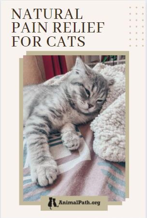 This guide will reveal some natural pain relief options for cats that are proven effective, so read on to learn more! Cat Remedies, Cat Medicine, Cat Health Problems, Natural Pet Care, Sick Cat, Cat Health Care, Cat Hacks, Cat Care Tips, Kitten Care