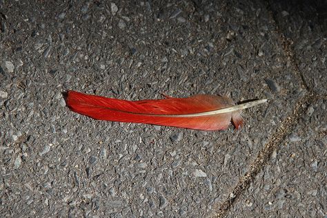 Cardinal Feathers, Cardinal Feather, Cardinal Birds, Tail Feathers, Fly Tying, Bird Feathers, Feathers, Essential Oils, Birds