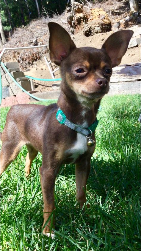 Female chihuahua, brown, tan and whit stripe on chest. Kiss markings on face and hazel eyes! Brown Chiuahaha, Light Brown Chihuahua, Short Haired Chihuahua, Real Reference, Chi Dog, Brown Chihuahua, Swiss House, Black Chihuahua, Miniature Pinscher Dog