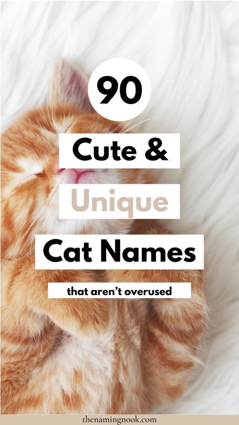 90 Cute & Unique Cat Names That Aren’t Overused. Click through for cool and unusual cat and kitten names. Boy cat names, girl cat names, cat name aesthetic Grey Kitten Names, Female Cat Names Unique, Male Cat Names Unique, Kitten Names Boy, Names For Male Cats, Kitten Names Unique, Kitten Names Girl, Grey Cat Names, Calico Cat Names