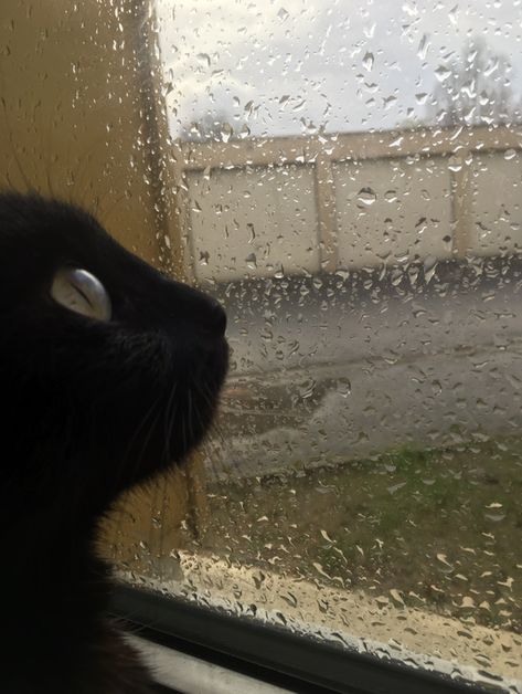 #rain #sad #cats Cat Rain Aesthetic, Calm Playlist Cover, Cat In Rain, Rain Pfp, Rain Core, Cat In The Rain, Calming Photos, Reference Pose, Cartoon Profile Pictures