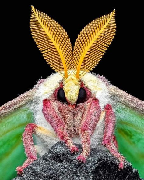 Luna Moth Rosy Maple Moth, Cute Moth, Lunar Moth, Moth Caterpillar, Instagram King, Cool Bugs, Beautiful Bugs, Luna Moth, A Bug