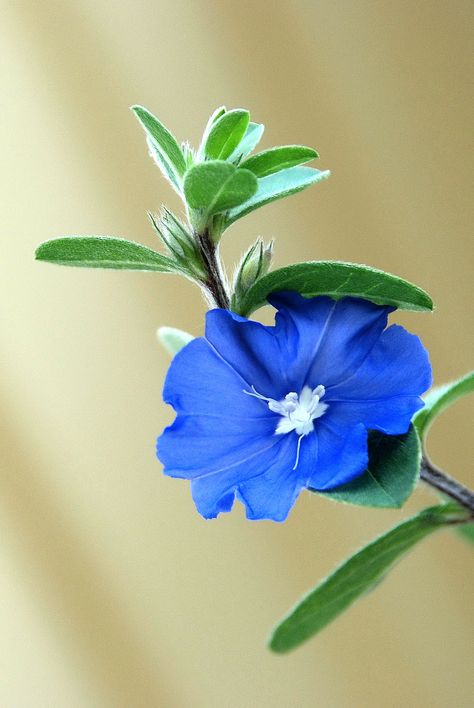 Pictures Of Blue Flowers, Blue Flowers Photography, Sea Blue Flowers, Blue Flowers Images, Blue Flowers In Water Aesthetic, Leaf Photography, Beautiful Flowers Photos, Fruit Flowers, Rainbow Aesthetic