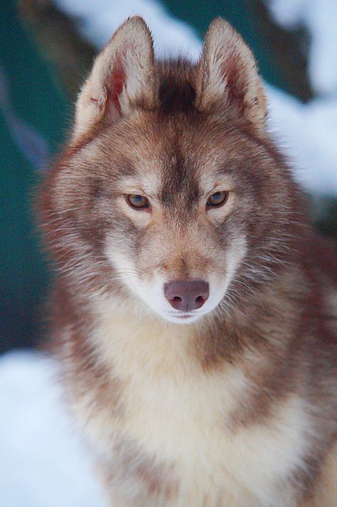 Smile Dog Creepy Pasta Real, Agouti Siberian Husky, Animal Reference Photos, Russian Wolf, Dog Reference, Cool Dogs, Wolf Pups, Living In Florida, Dog Patterns