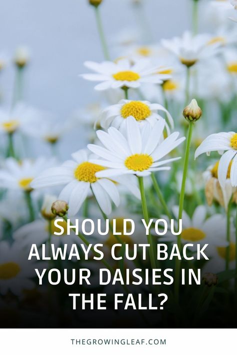 Flowers For Vases, Montauk Daisy, Pruning Plants, Fall Prep, Shasta Daisy, Shasta Daisies, Overwintering, Gerber Daisies, Flower Care