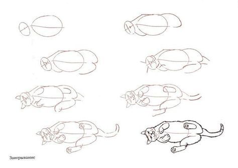 How to draw a cat laying on its back Mammal Drawing, How To Draw Cats, Dog Face Drawing, Draw Cats, Back Drawing, Cat Drawing Tutorial, Nature Sketch, Drawing Animals, Arte Van Gogh