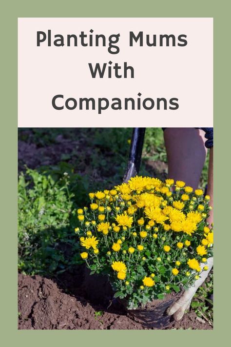 Discover the benefits of companion planting with mums in your garden. Learn how to pair mums with other plants to create a harmonious and flourishing garden. Incorporating mums in your garden design not only adds a pop of color but also helps promote plant health and growth. Explore different combinations and elevate your gardening game with the beauty and functionality of companion planting with mums. Are Mums Perennials, Mum Garden Bed, Mums In Garden Bed, Planting Mums In Ground, Mum Landscape Ideas, Garden Mums Landscape, Mums Planted In Ground, How To Plant Mums In Ground, Mum Garden Ideas