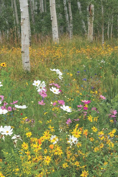 This Home Sits in an Aspen Forest - Mountain Living Aspen Forest, Grassy Meadow, Forest Mountain, Mountain Living, Aspen Trees, Wildlife Habitat, Forest Flowers, Nature Garden, Wildflower Seeds