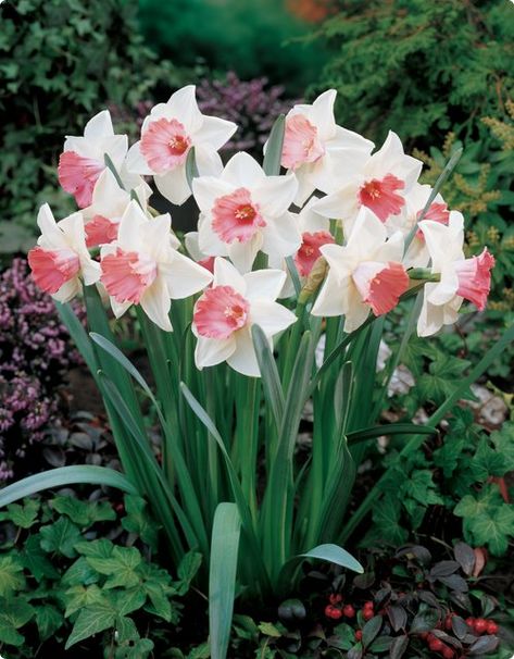 Narcissus Bulbs, Fall Bulbs, Daffodil Bulbs, Daffodil Flower, Gardening Supplies, Planting Bulbs, The Grass, Spring Colors, Flower Making