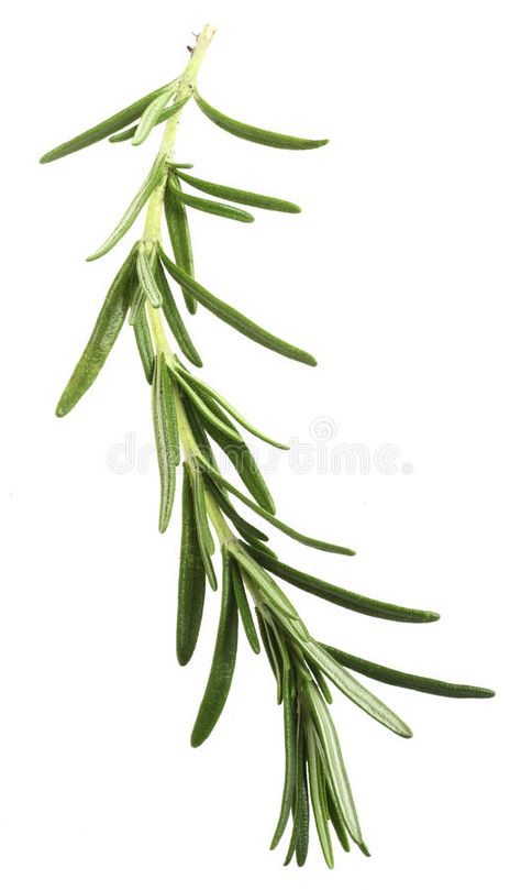 Rosemary sprig over white. A sprig of Rosemary officinalis, the herb used in coo #Sponsored , #AFFILIATE, #paid, #sprig, #coo, #herb, #Rosemary Rosemary Photography, Rosemary Illustration, Rosemary Tattoo, Rosemary Herb, Growing Rosemary, Autumn Tattoo, Rosemary Plant, Tattoo Plant, Circle Painting