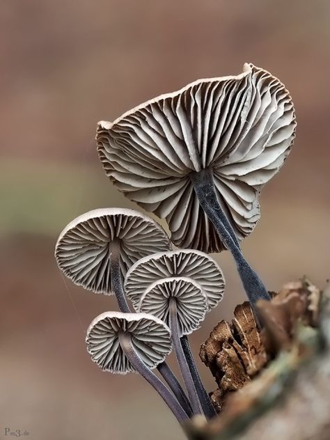 Mushroom Species, Lichen Moss, Mushroom Pictures, Plant Fungus, Mushroom Fungi, Airbrush Art, Mushroom Art, Wild Mushrooms, Foto Art