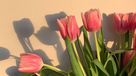 Pink Tulips, Top 50, Tulips, Most Beautiful, Laptop, Instagram Photos, The World, Wall, Green