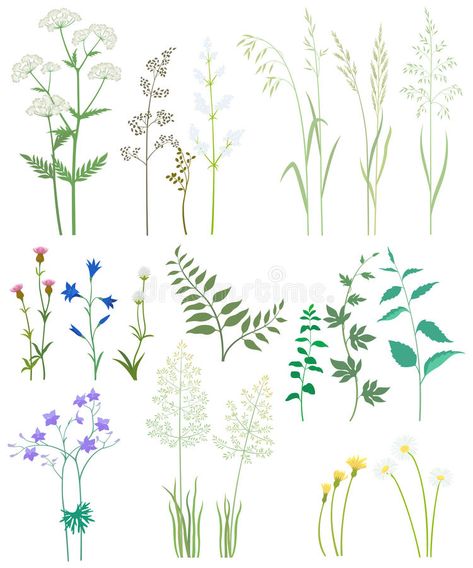 Grass and wild flowers. Collection of herbs and wild flowers on white background , #Sponsored, #flowers, #wild, #Grass, #Collection, #background #ad Grass Drawing, Bullet Art, Botanical Drawings, Free Vectors, Floral Illustrations, Free Vector Art, Botanical Illustration, Flower Drawing, Free Vector Images