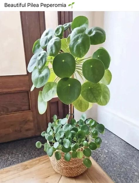 Plant Goals, نباتات منزلية, Pilea Peperomioides, Chinese Money Plant, Plant Aesthetic, House Plants Decor, House Plants Indoor, Pretty Plants, Cool Plants