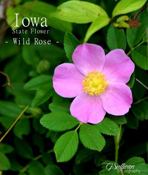 Iowa State Flower Wild Rose Iowa State Flower Tattoo, Iowa State Flower, Iowa Wildflowers, Heart Land, Cherokee Rose, Procreate Ideas, State Flowers, Rose Shoulder Tattoo, Prairie Rose