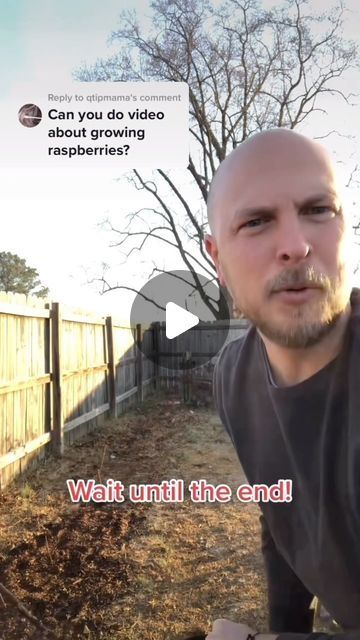 Salty Acres on Instagram: "Anyone can grow RASPBERRIES! If you are seeing this video you can get some at our cheapest price right on our website! Use code “RASPBERRIES10” to get 10% off our FALL GOLD raspberry plants on SaltyAcresNC.com  #raspberry #berry #berries #raspberries #fallgold #fruit #growyourownfood #gardentipsandtricks #gardening #garden #backyardgarden" Raspberry Plants Growing, Berry Garden Design, Planting Raspberries, Raspberry Farm, Raspberry Garden, Grow Raspberries, Raspberry Plant, Raspberry Patch, Raspberry Bush