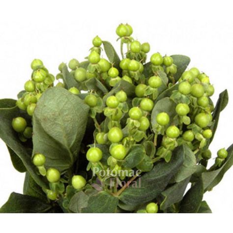 Hypericum Berries Green, 60-70cm - Potomac Floral Wholesale Jewel Tone Wedding Flowers, Hypericum Berry, Wholesale Flowers Wedding, Flower Identification, Hypericum Berries, Wholesale Roses, Jewel Tone Wedding, Colorful Places, Gum Paste Flowers