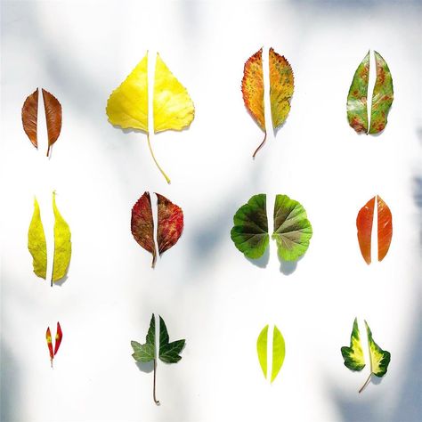 Leaf Symmetry, Autumn Inspiration, Fall Thanksgiving, Plant Leaves, Thanksgiving, Plants, On Instagram, Quick Saves, Instagram