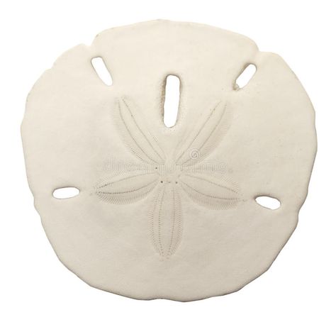 Sand Dollar. Round Star Sand Dollor of the Ocean Isolated on White Background #Sponsored , #Sponsored, #Paid, #Dollar, #Dollor, #White, #Star Beach Themed Wedding Decorations, Sand Dollar Art, Sand Dollar Ornament, Star Sand, Seashell Wedding, Bubble Paper, Wedding Sand, Themed Weddings, Sand Dollars