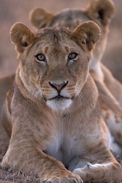 Female Lion, Lion Family, Lion Photography, Lion Love, Black Lion, Lion Tattoo, African Animals, Animal Tattoos, Exotic Pets